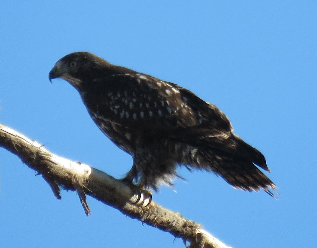 Red-tailed Hawk - ML39626441