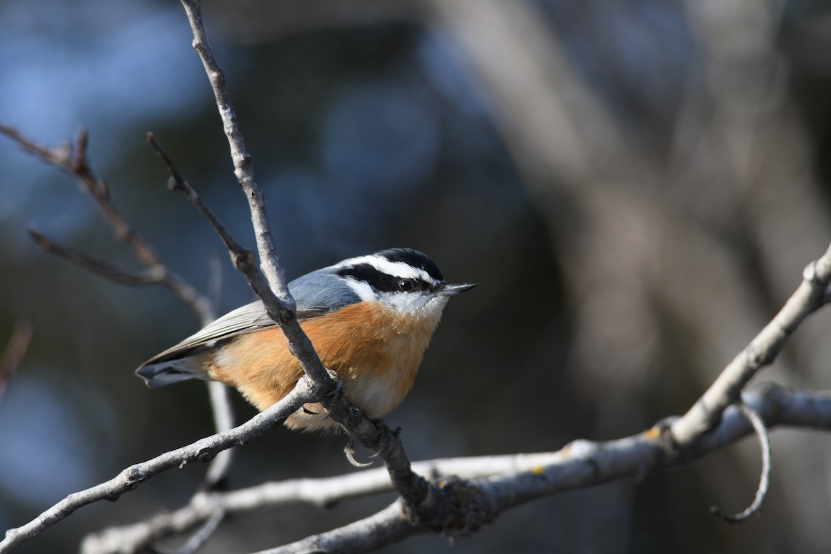 Red-breasted Nuthatch - ML396270891
