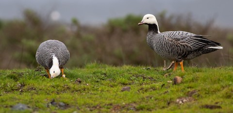 Emperor Goose - eBird