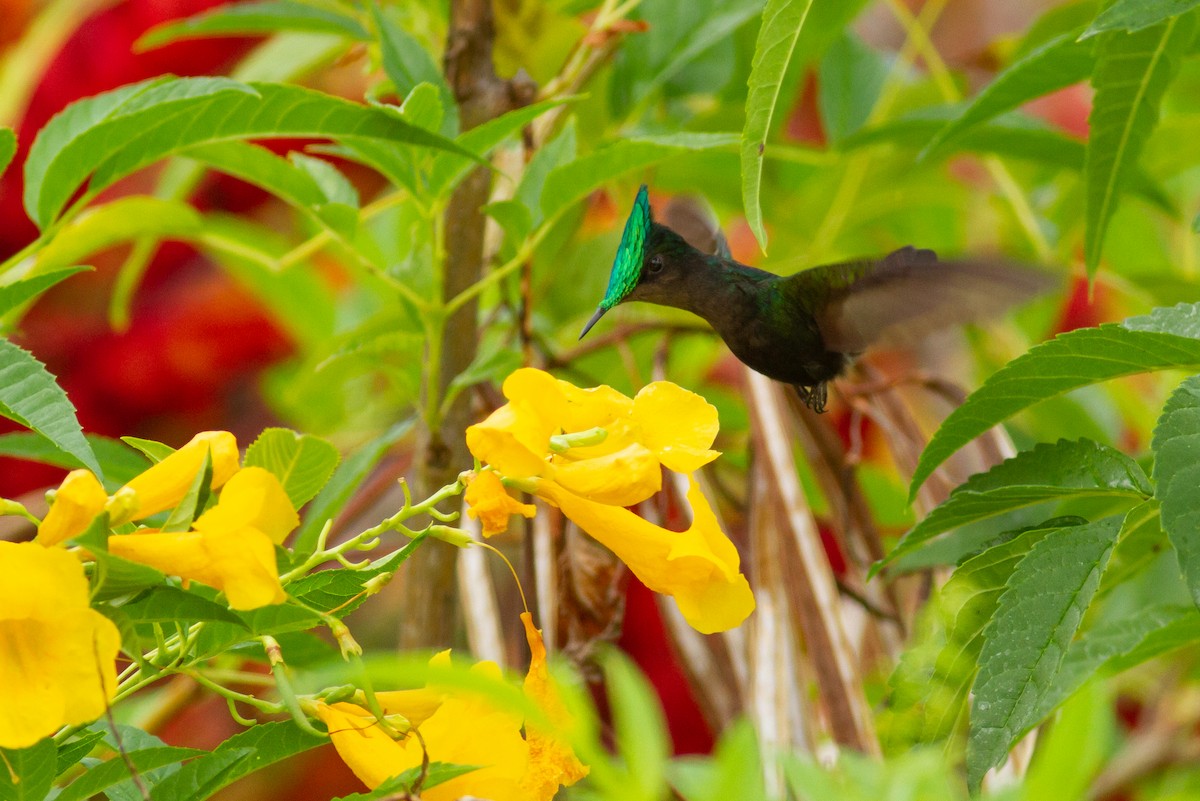 Antillean Crested Hummingbird - ML396280891