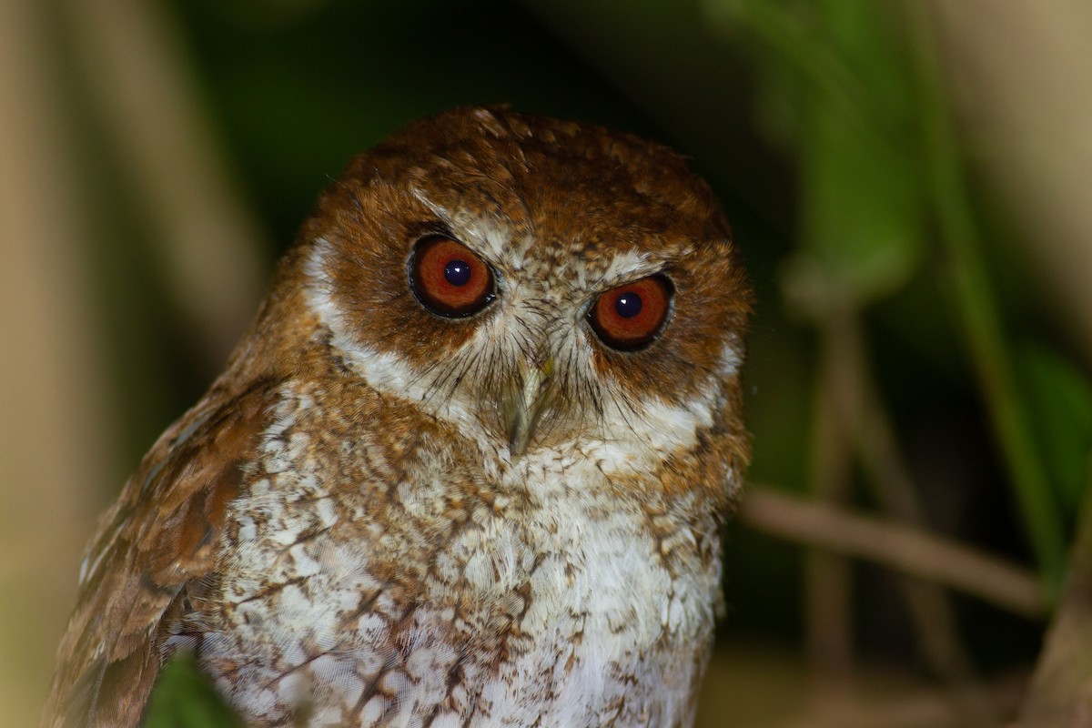 Puerto Rican Owl - Tom Johnson