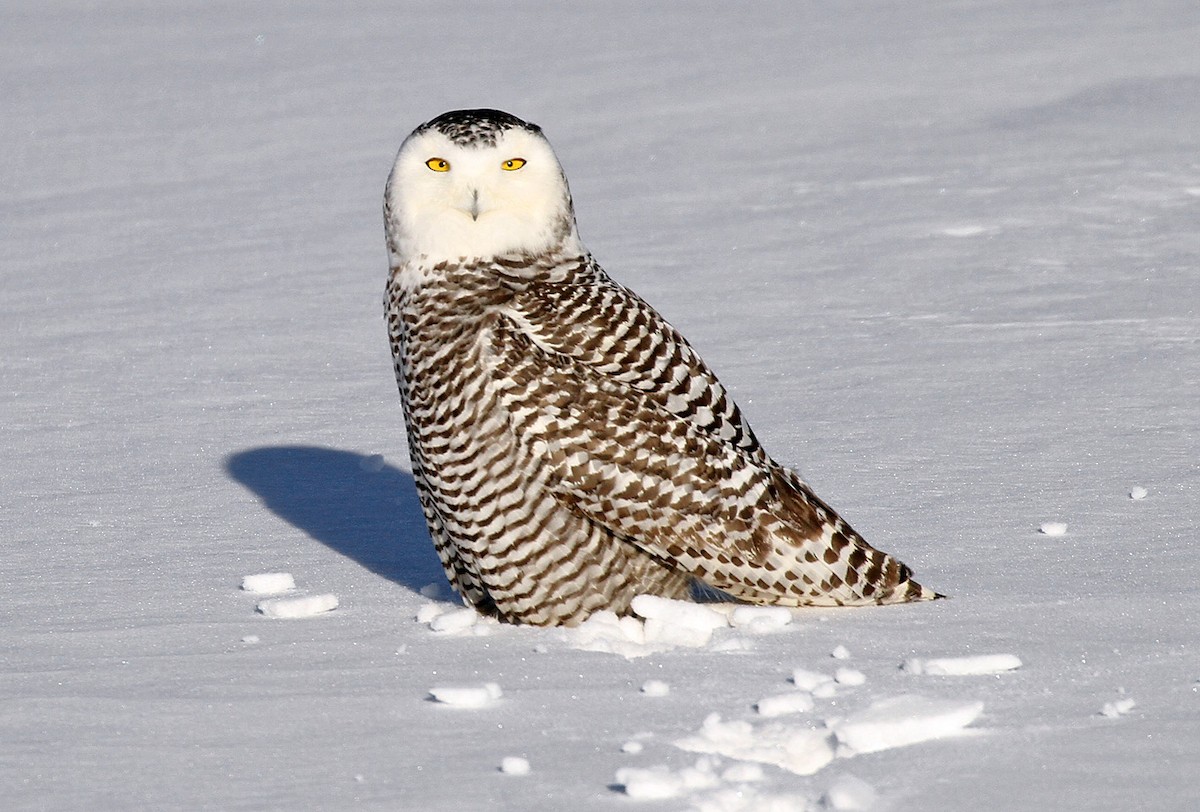 Snowy Owl - Ryan Brady