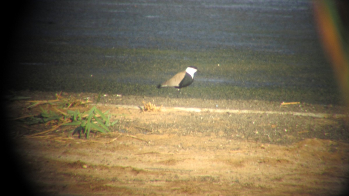Spur-winged Lapwing - ML396292661