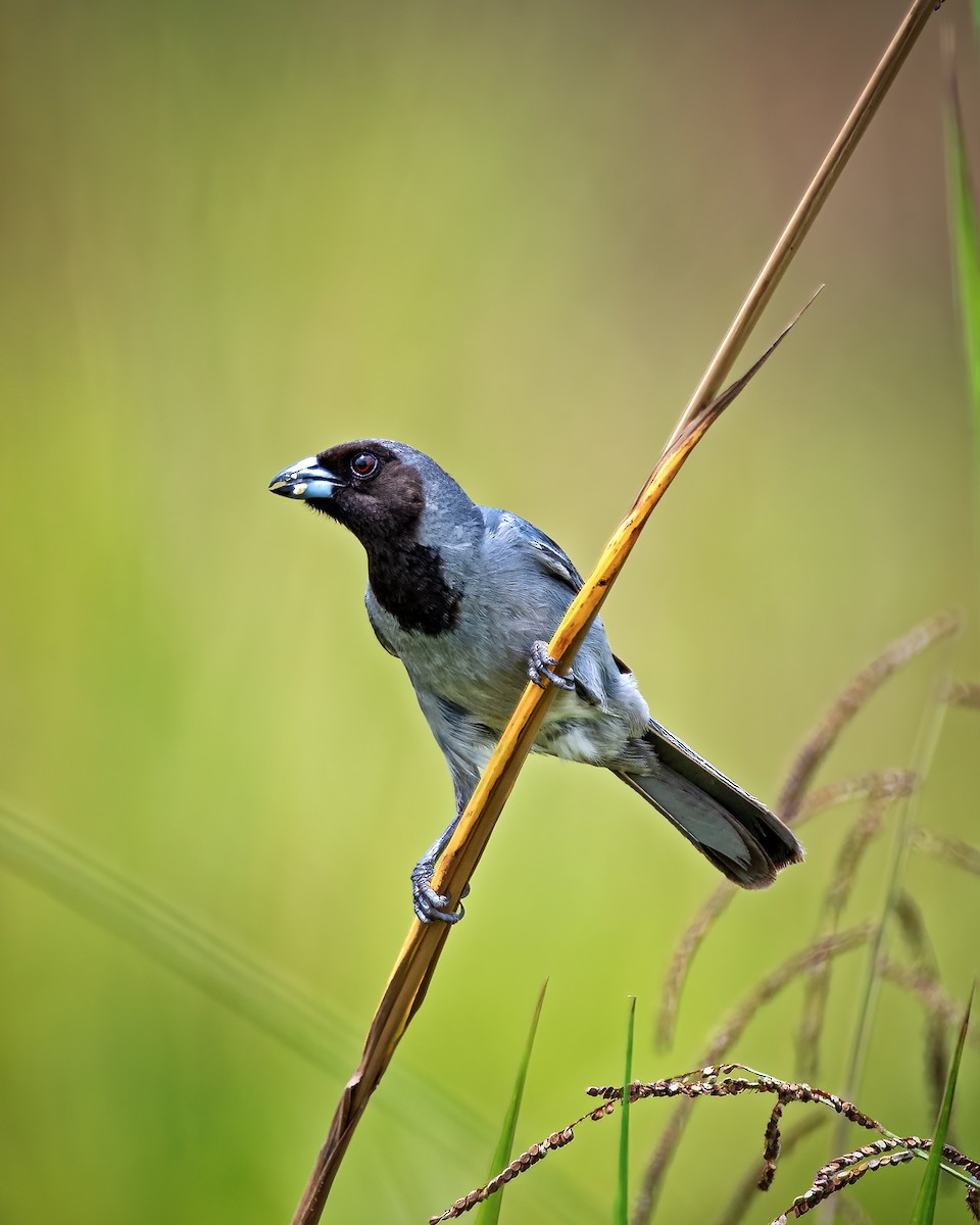 Black-faced Tanager - ML396295471