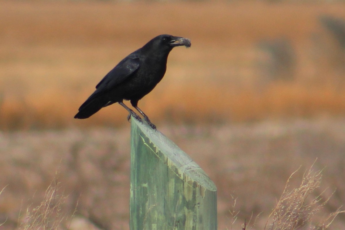American Crow - Jeremiah Griffith