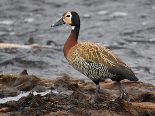  - White-faced Whistling-Duck