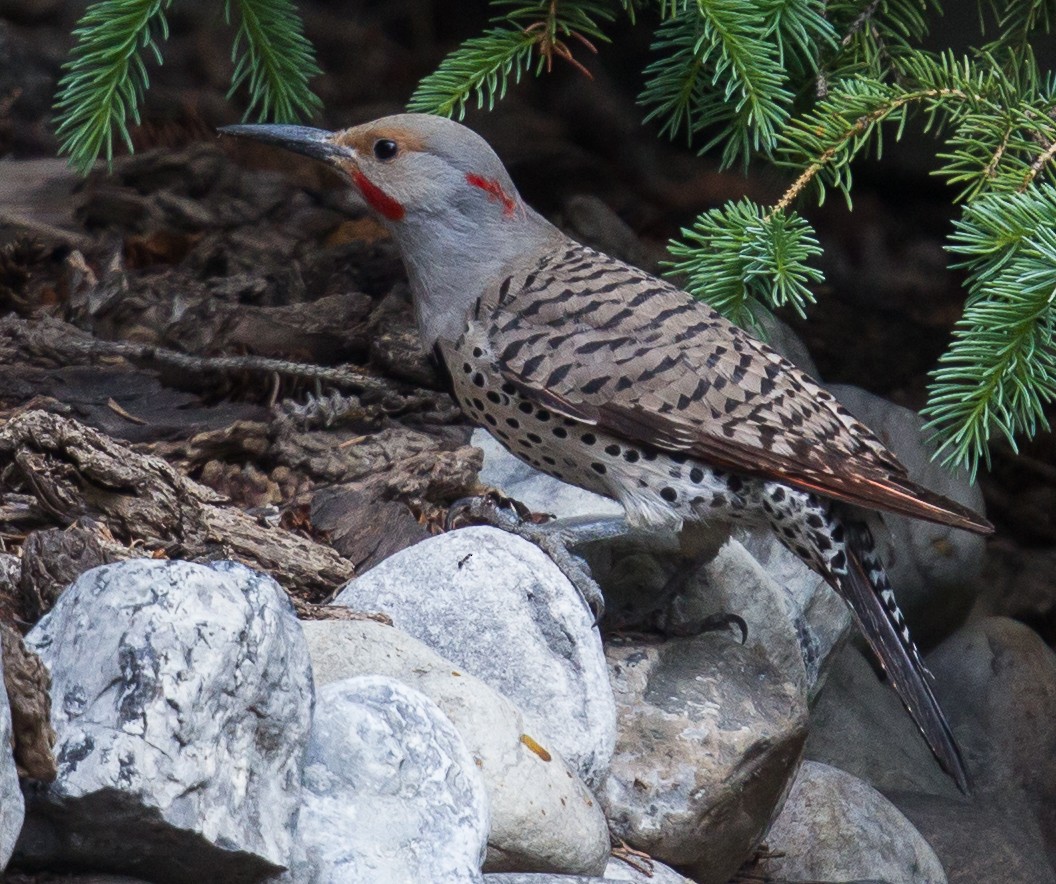 Northern Flicker (Yellow-shafted x Red-shafted) - Caroline Lambert