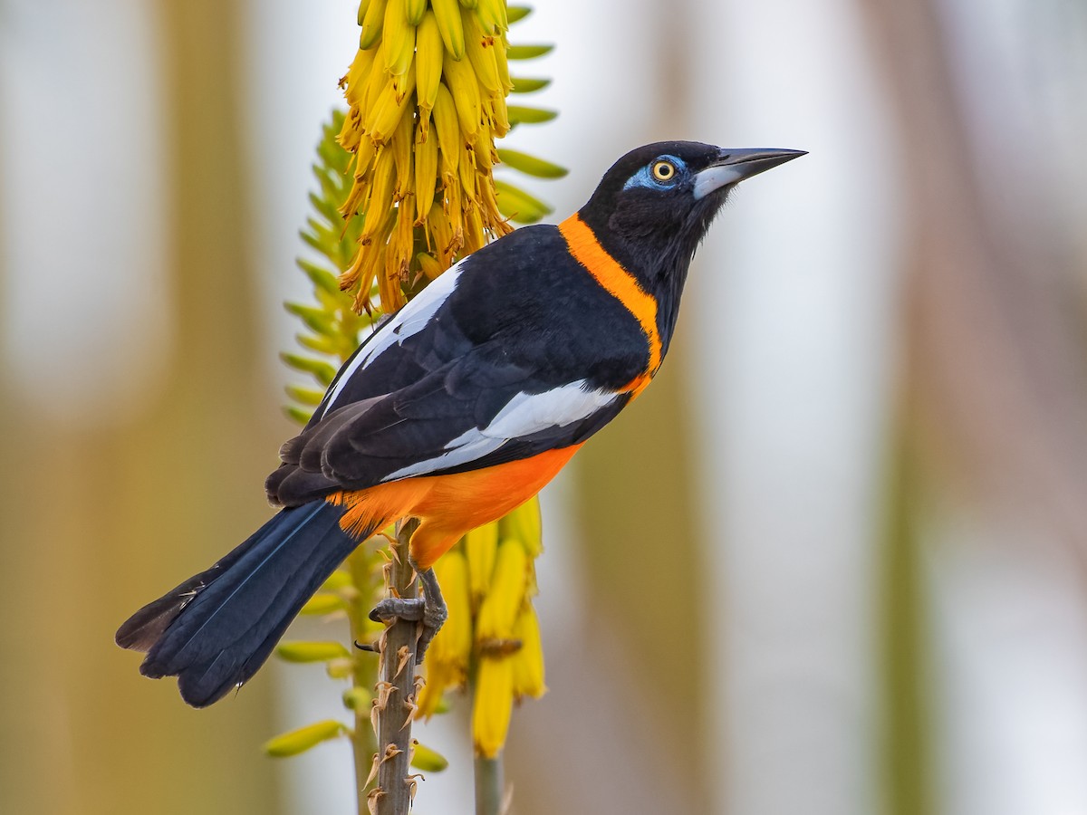 Venezuelan Troupial - Icterus icterus - Birds of the World