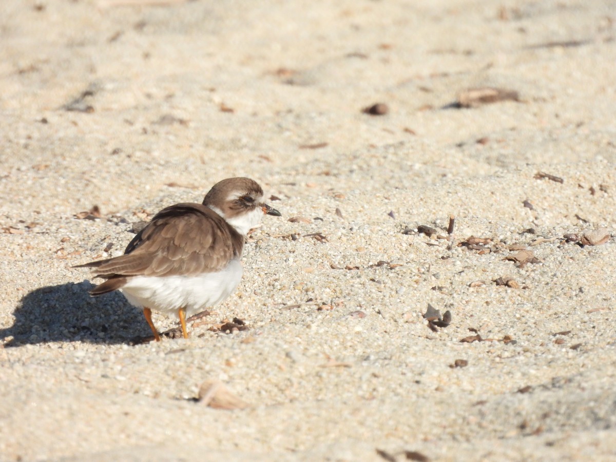 Semipalmated Plover - ML396312071