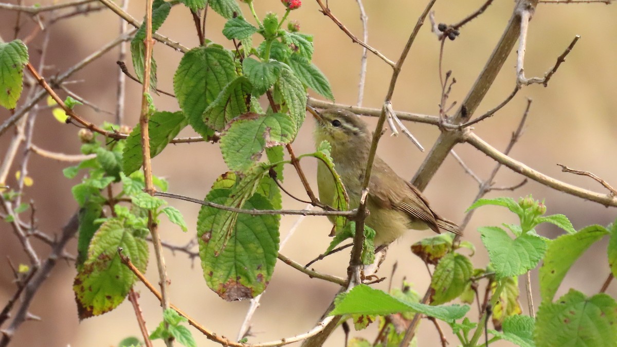 Tickell's Leaf Warbler (Tickell's) - Rajiv R