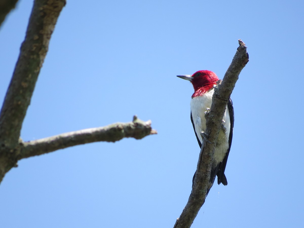 Red-headed Woodpecker - Corinna Honscheid