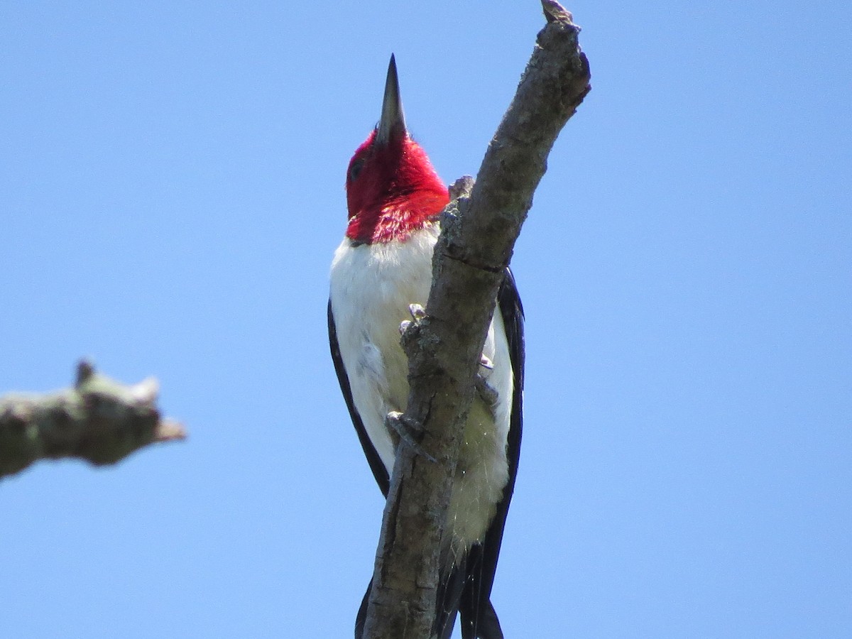 Red-headed Woodpecker - ML39631661