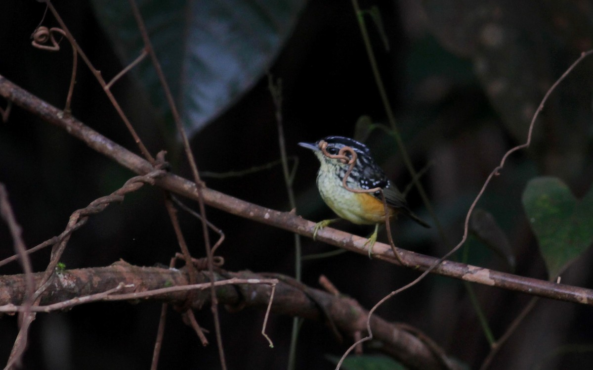 Guianan Warbling-Antbird - Jay McGowan