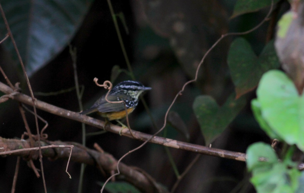 Guianan Warbling-Antbird - Jay McGowan
