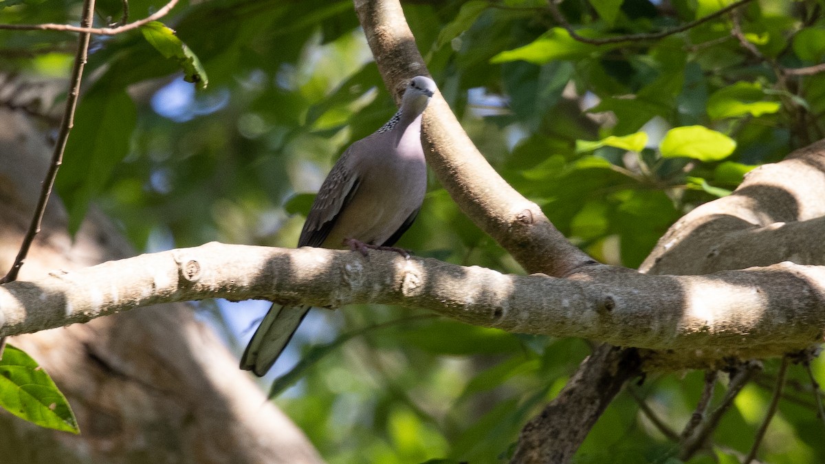 Spotted Dove - ML396318341
