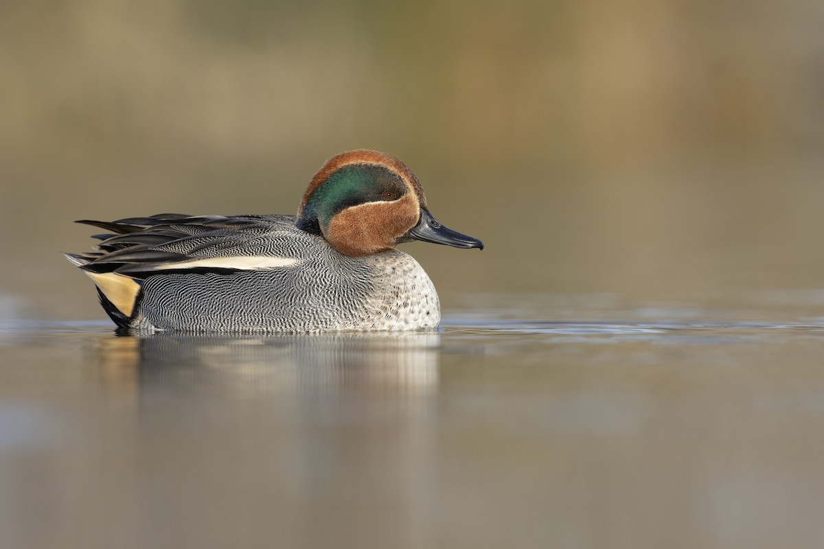 Green-winged Teal - Marco Valentini