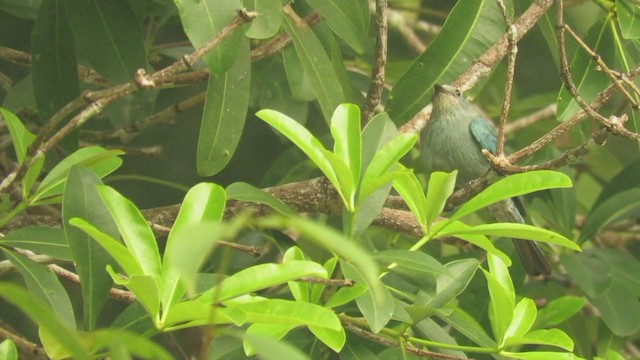Asian Fairy-bluebird - ML396332041
