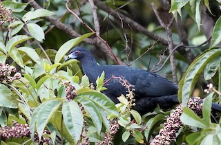 Black Guan, ML396333621