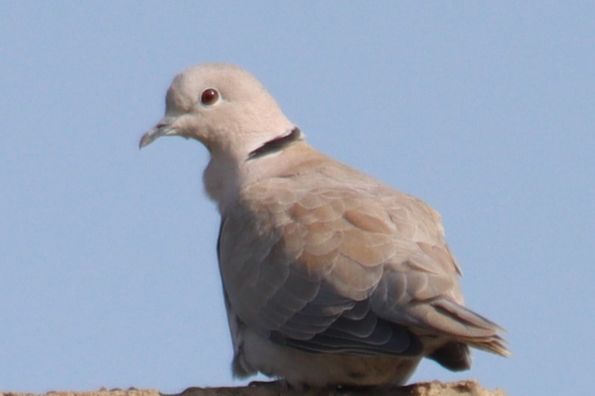 Eurasian Collared-Dove - ML396337421