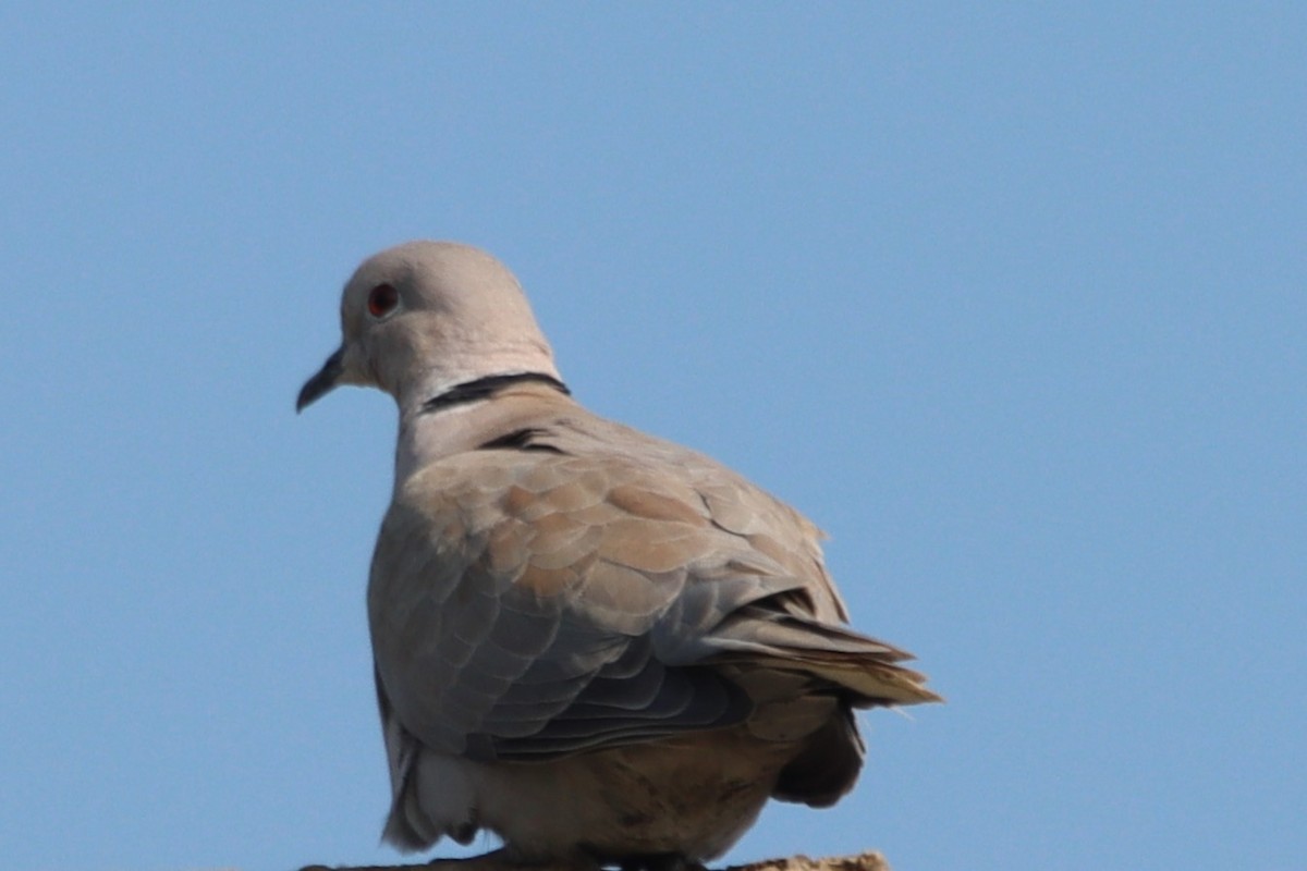 Eurasian Collared-Dove - ML396337431