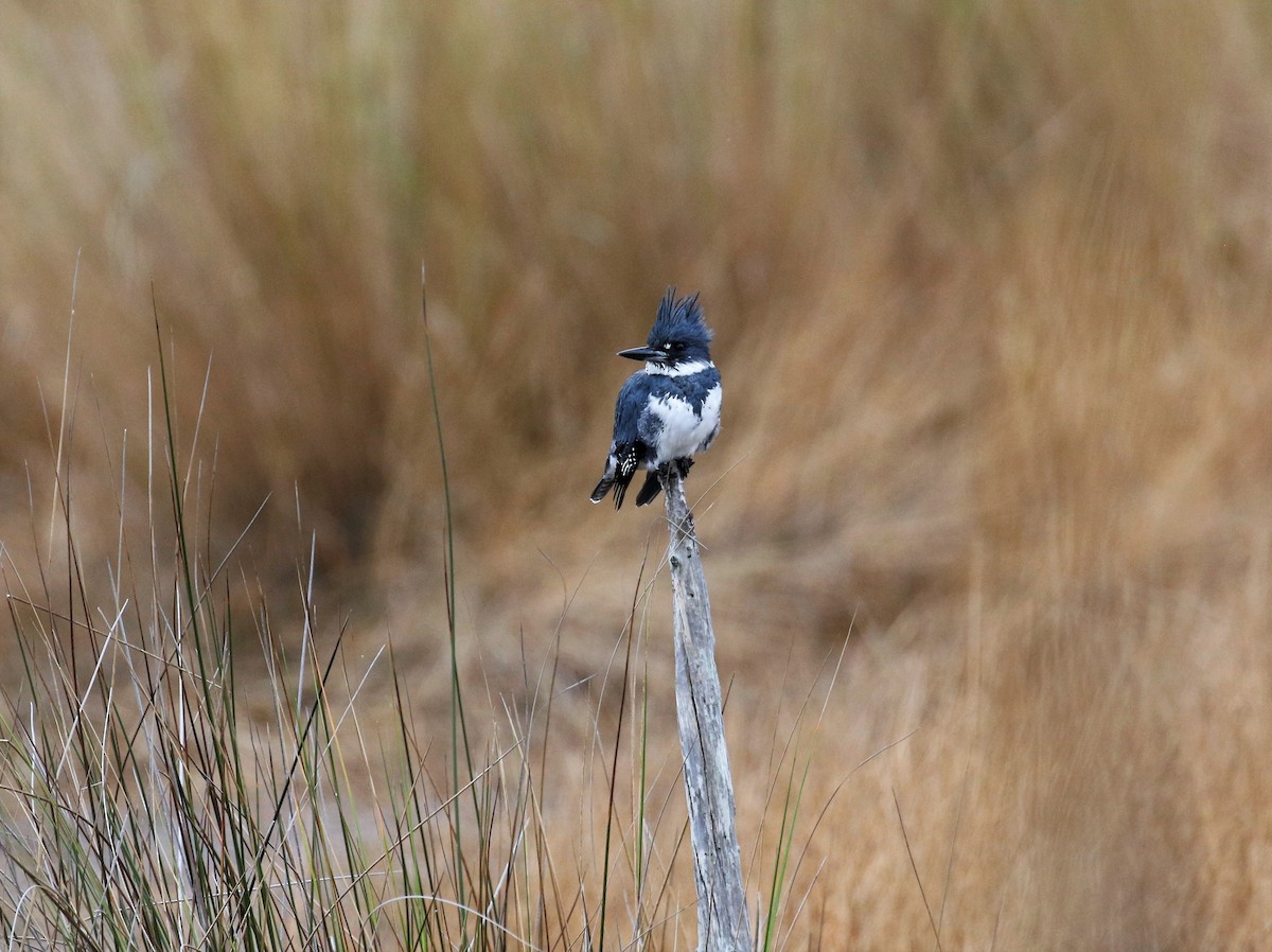 Belted Kingfisher - ML396337481