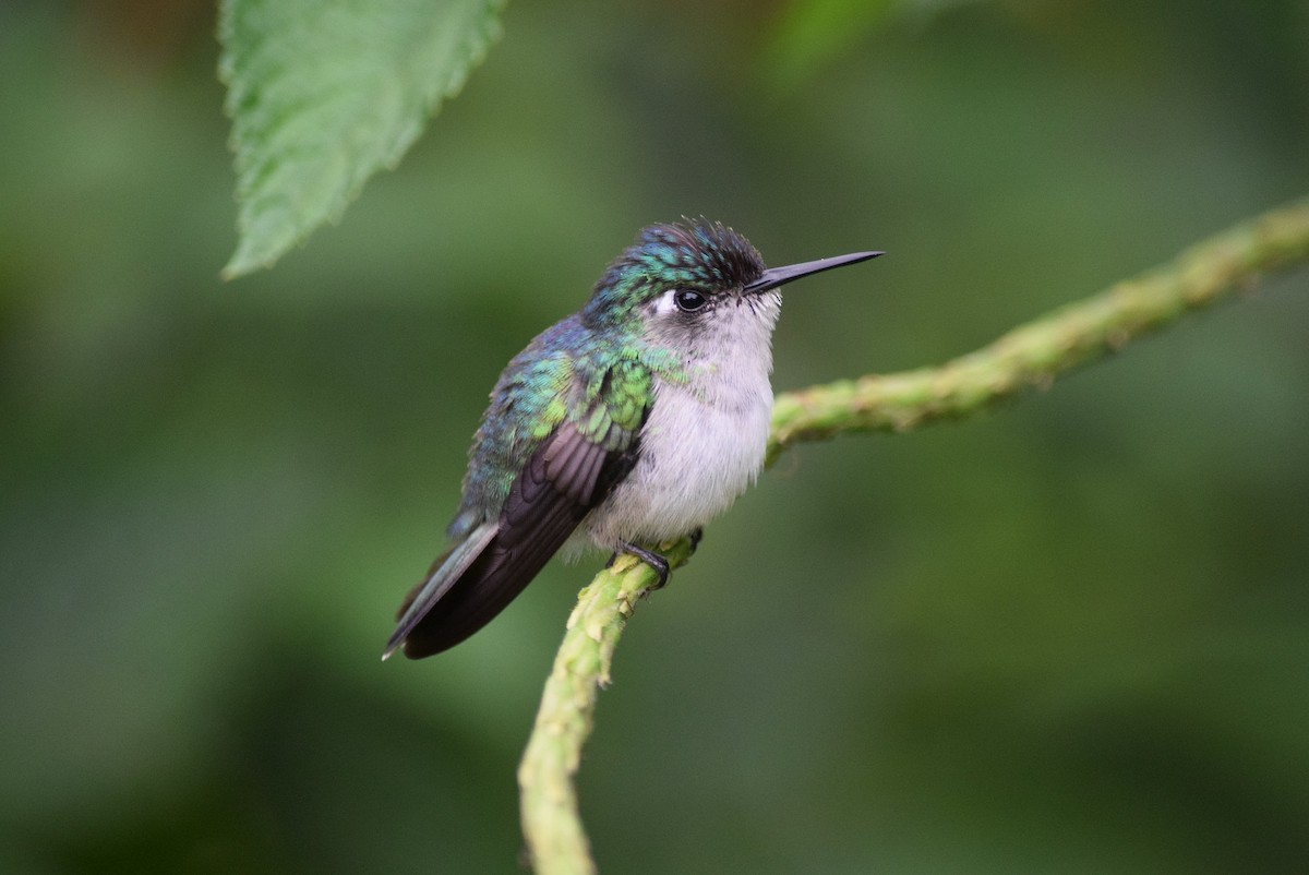 Violet-headed Hummingbird - Joel Beyer