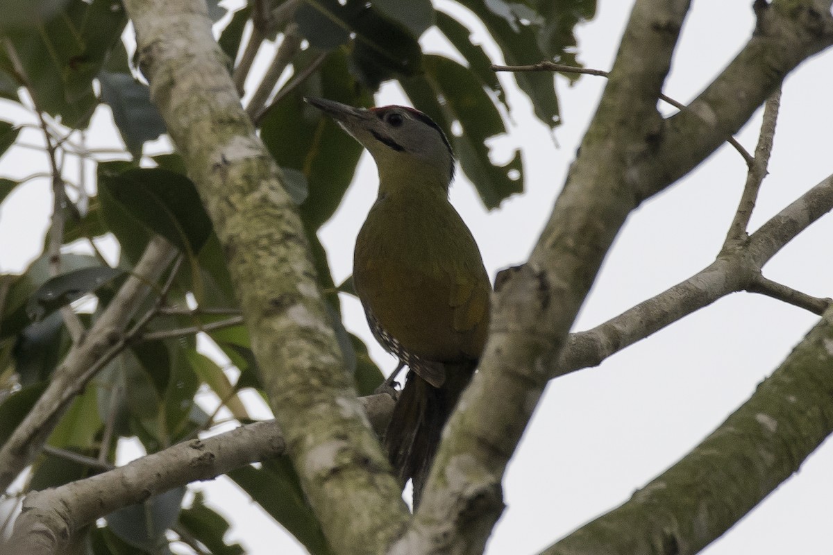 Gray-headed Woodpecker - ML396337951