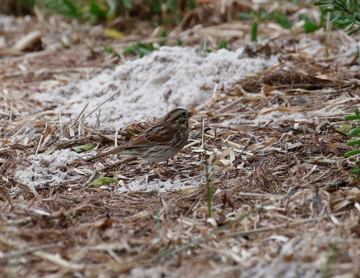 Passerellidae sp. (sparrow sp.) - ML396338151