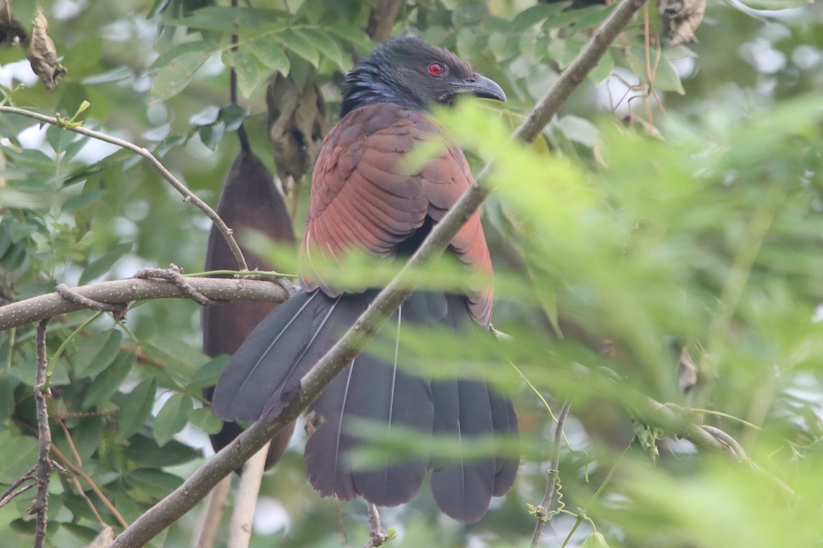 Greater Coucal - ML396338471