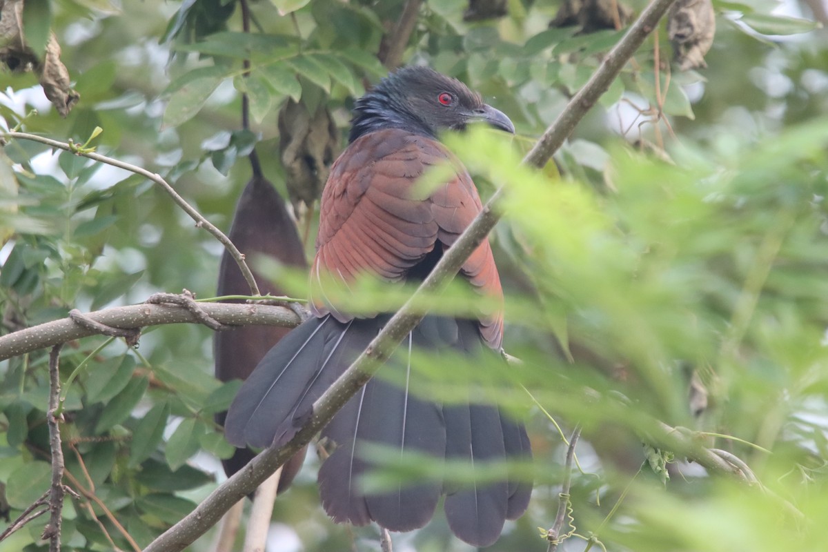 Greater Coucal - ML396338481