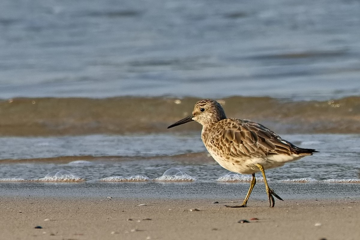 Great Knot - ML396338591