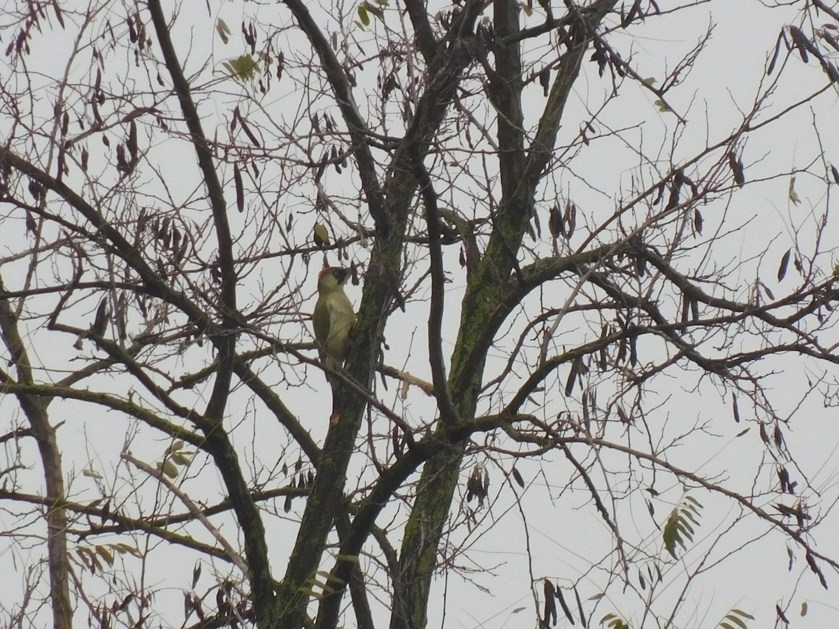 Eurasian Green Woodpecker - ML396340651