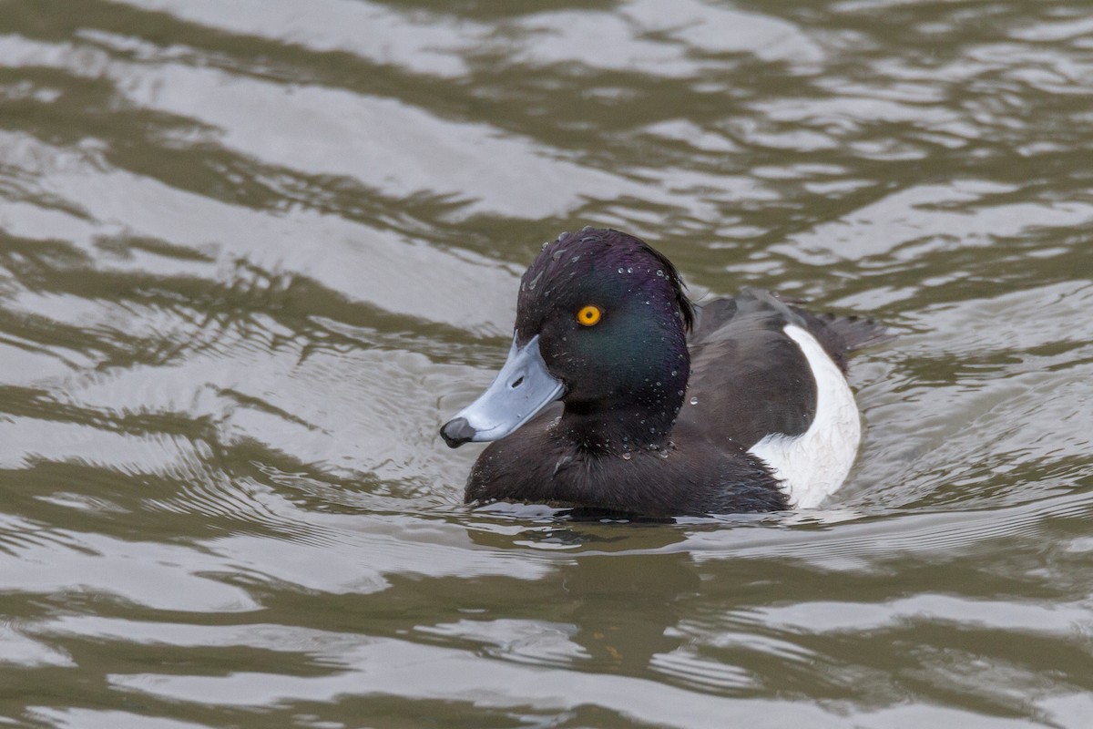 Tufted Duck - ML39634351