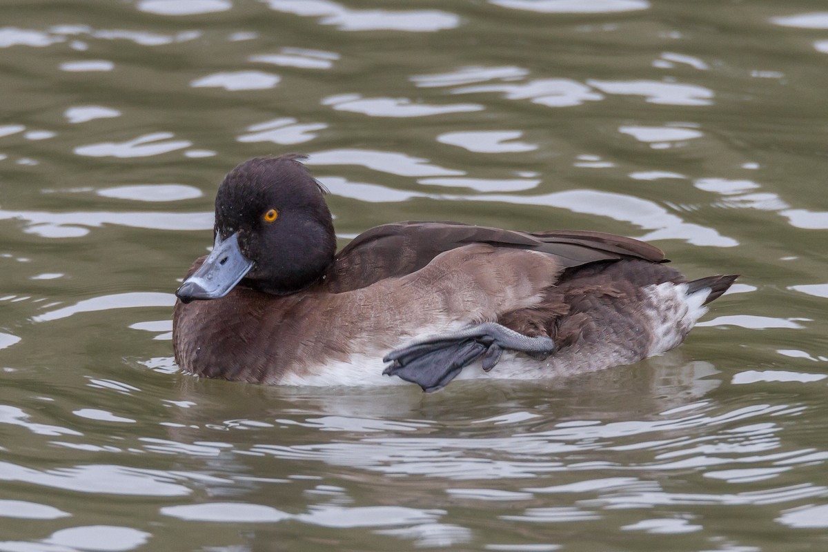 Tufted Duck - Terry Woodward