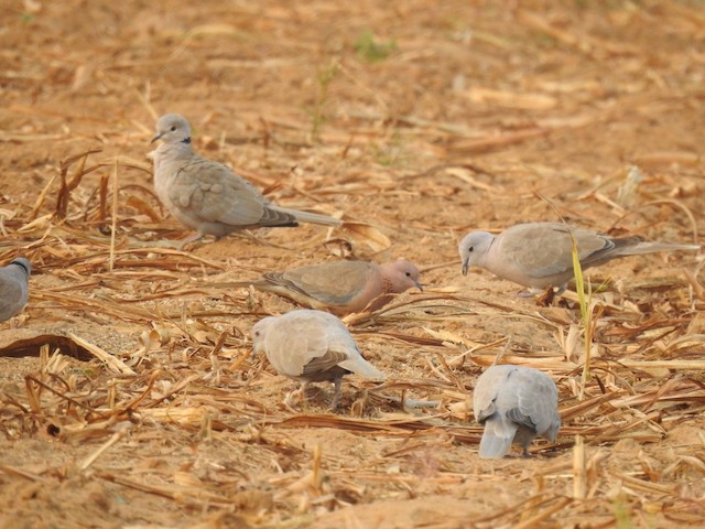 Birds feeding on seeds. - Eurasian Collared-Dove - 