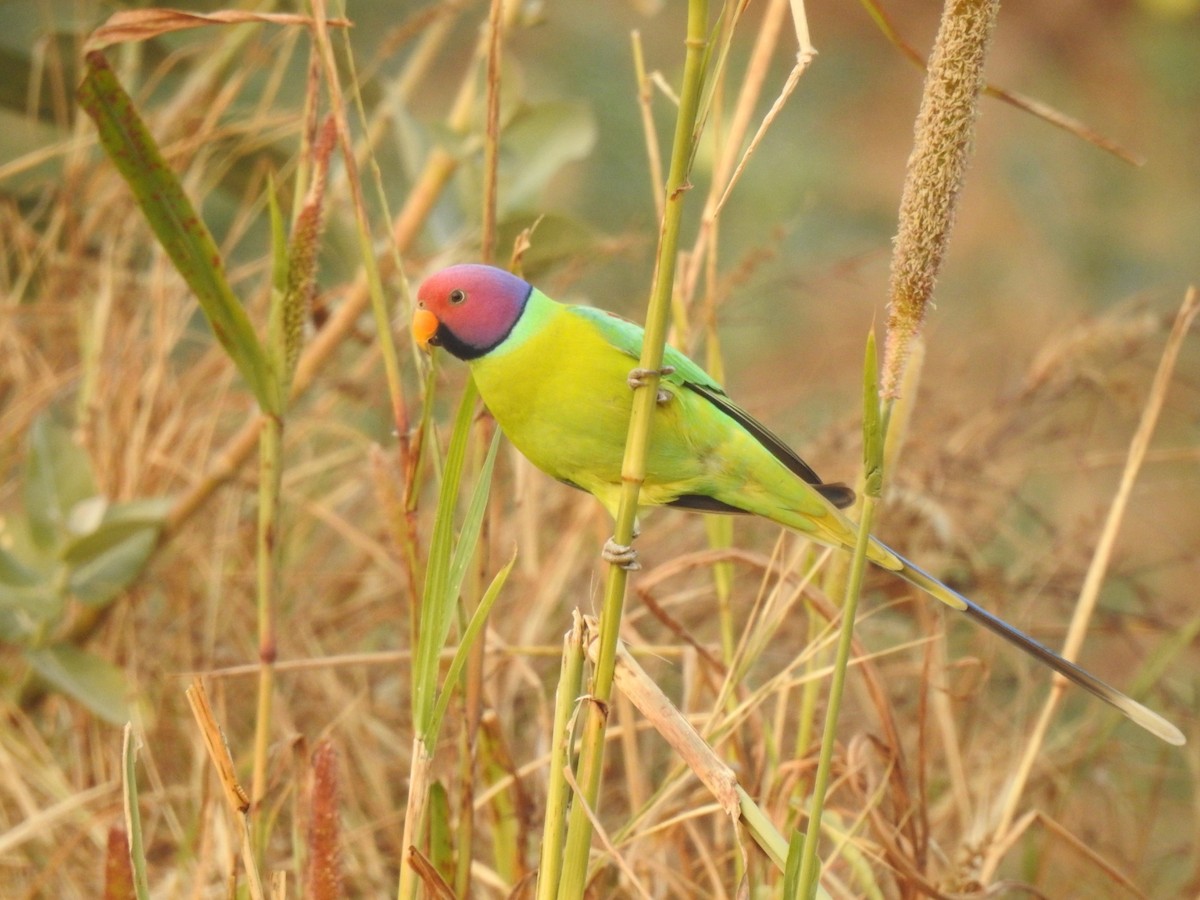 Plum-headed Parakeet - Ranjeet Singh