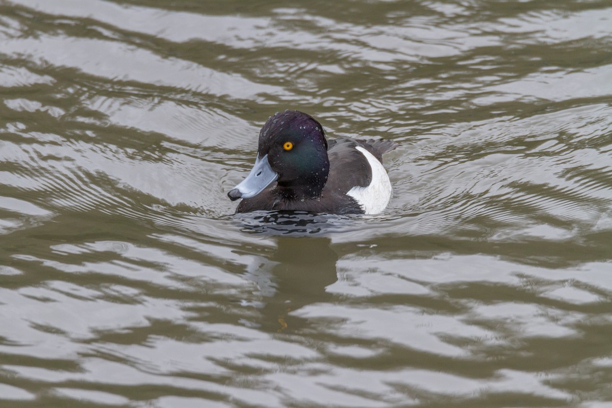 Tufted Duck - ML39634461