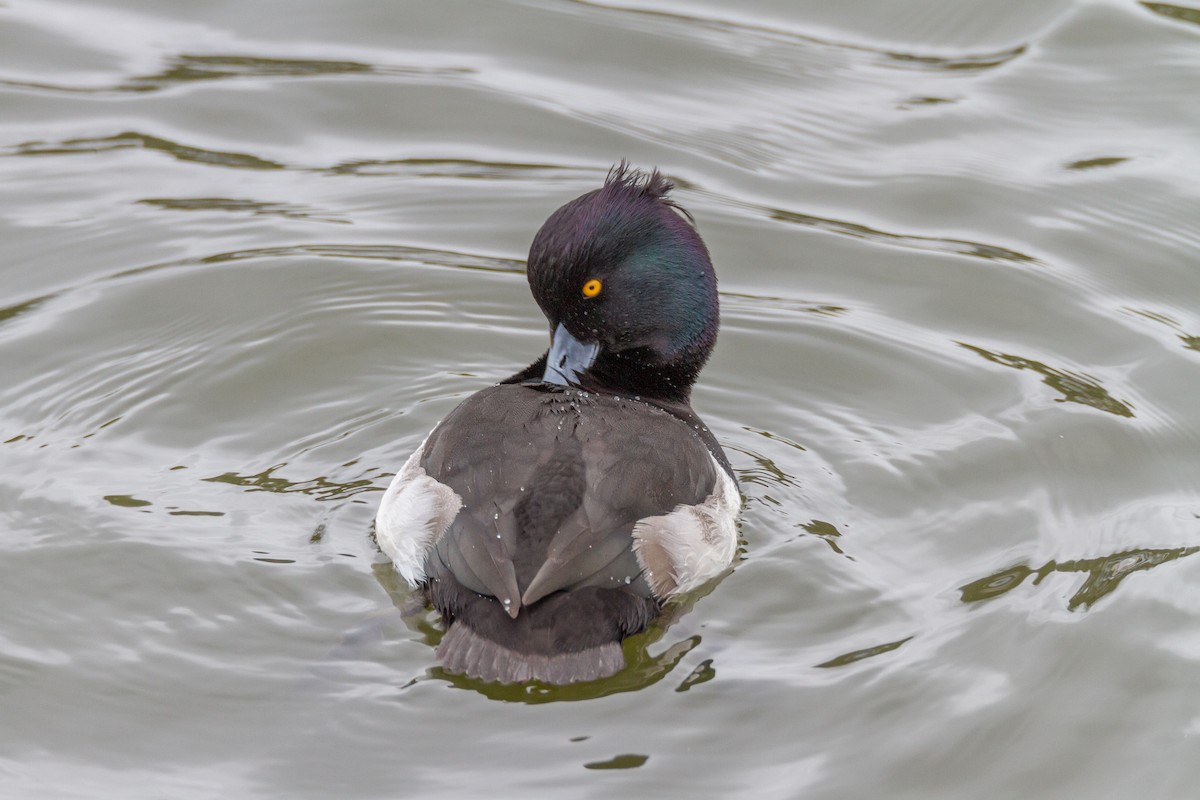 Tufted Duck - ML39634501