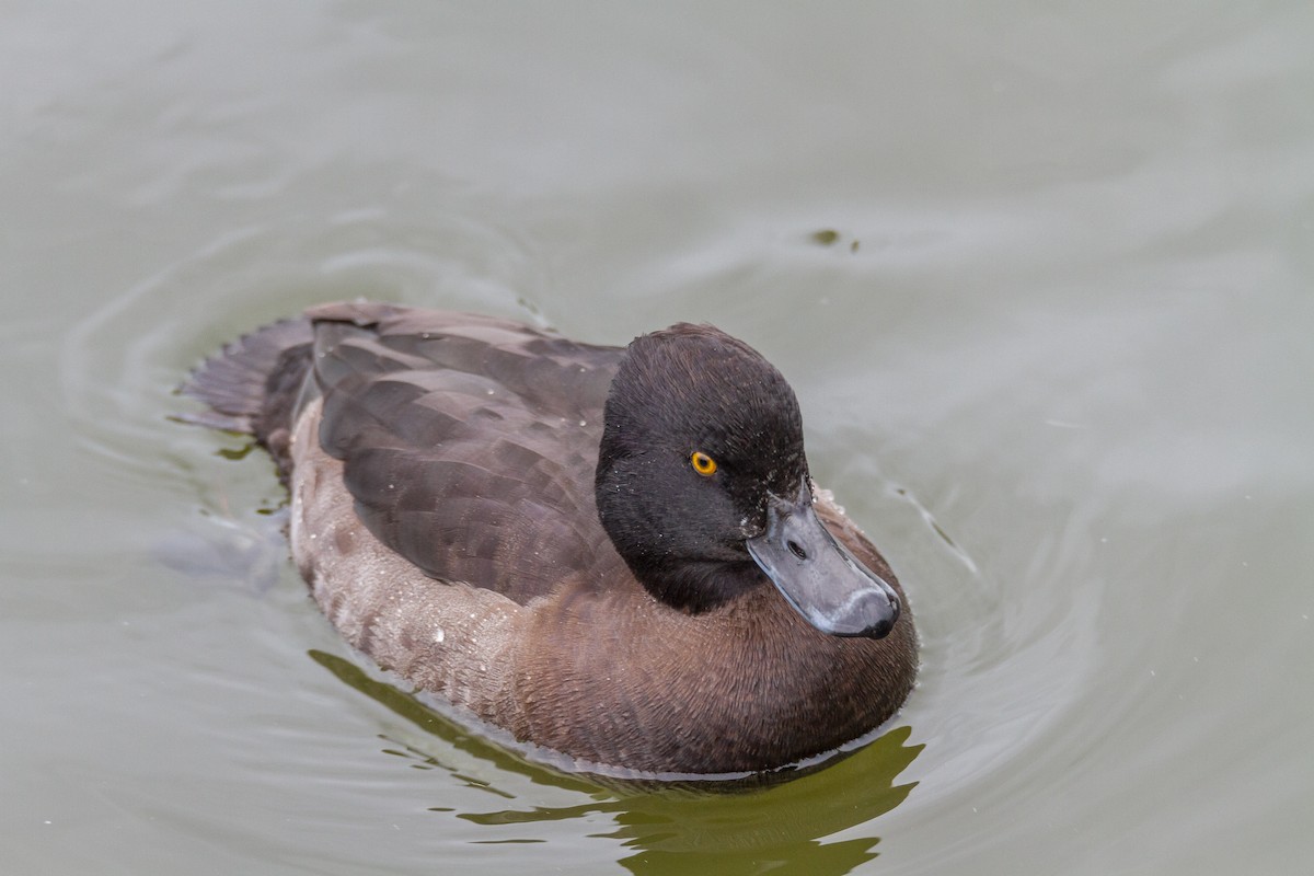Tufted Duck - ML39634531