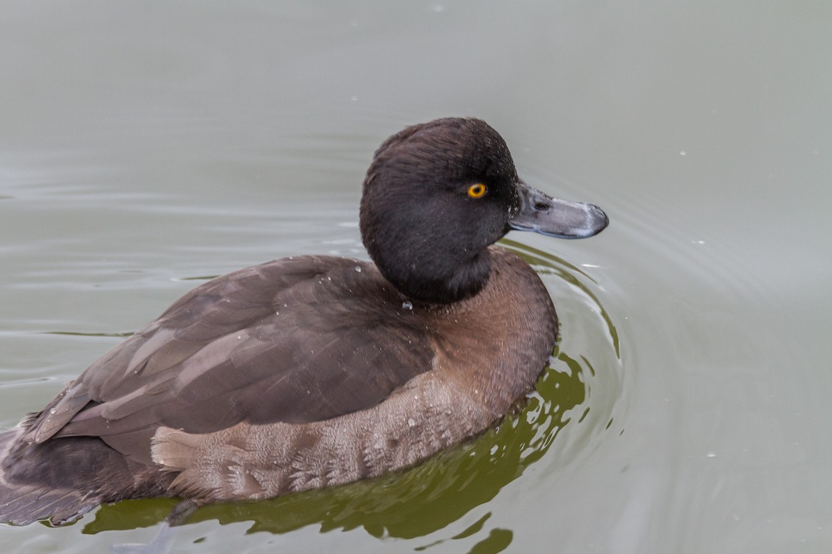 Tufted Duck - ML39634591