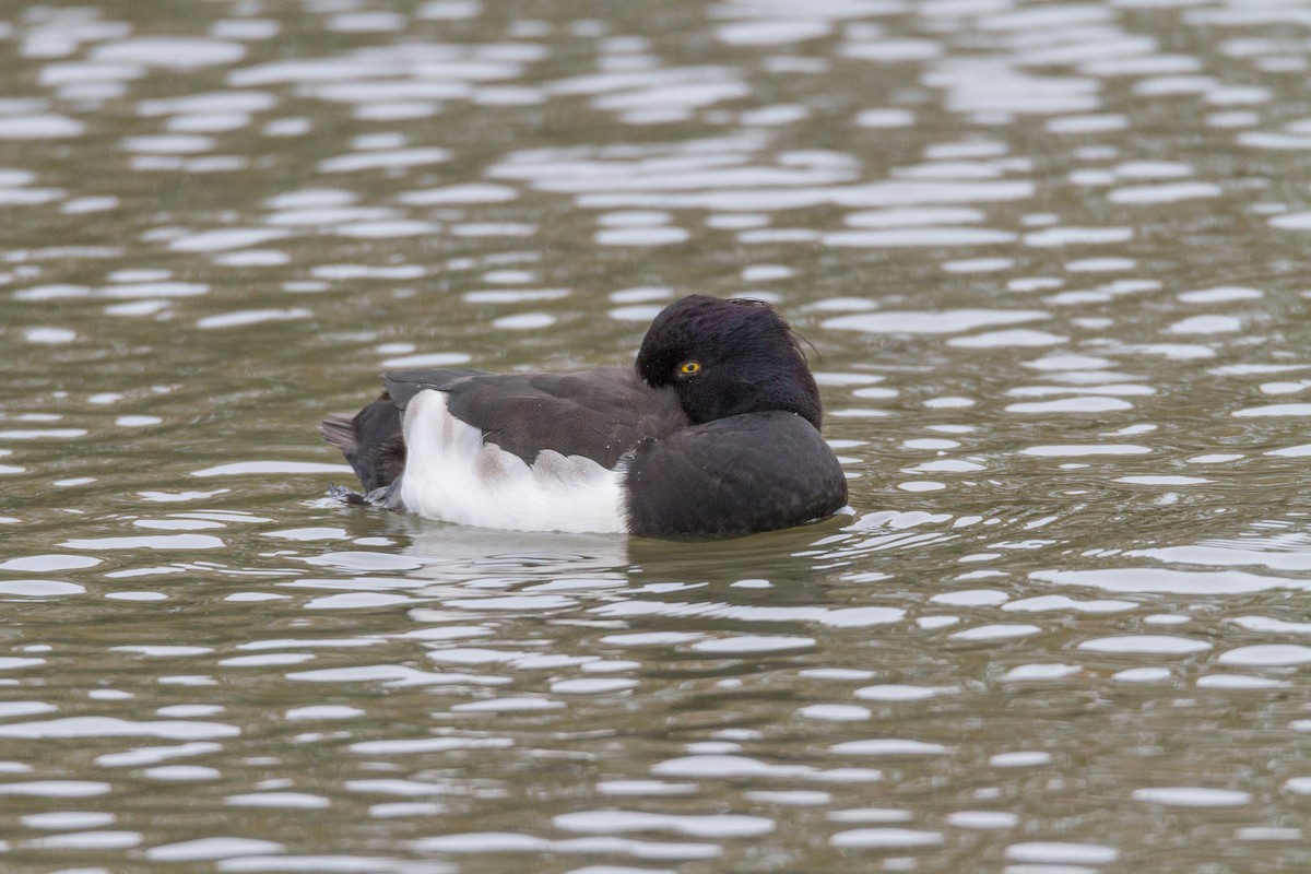 Tufted Duck - ML39634661