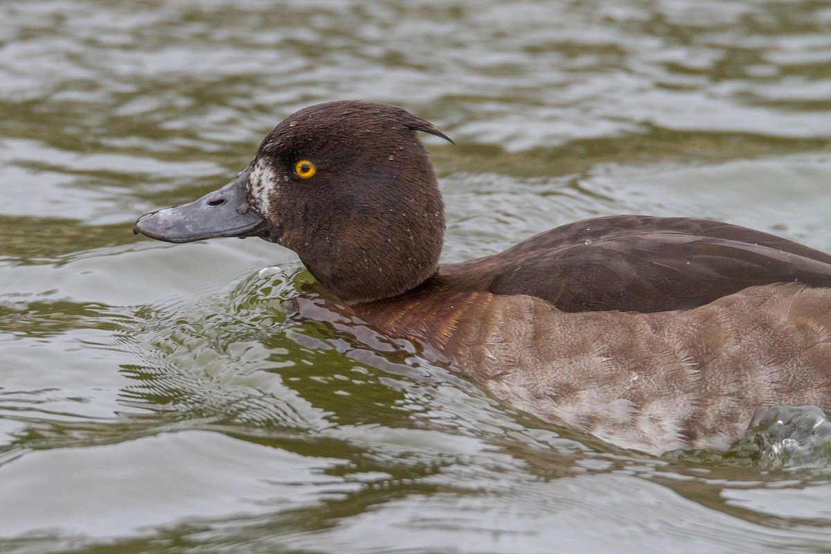 Tufted Duck - ML39634671