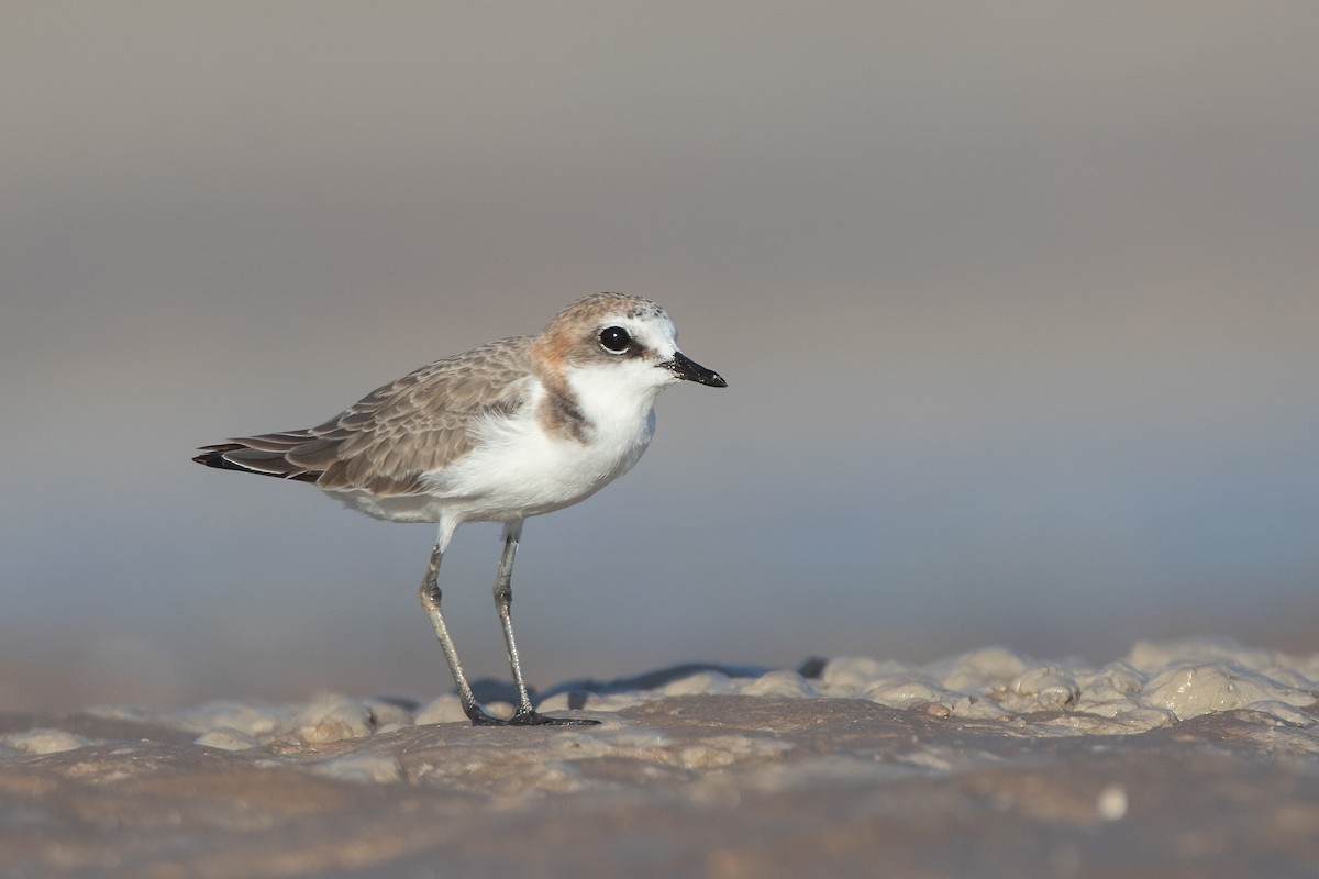 Red-capped Plover - ML396346741