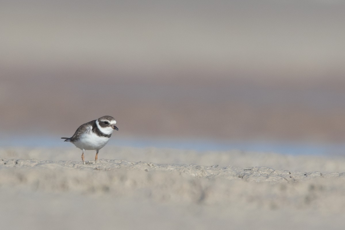 Common Ringed Plover - ML396346751