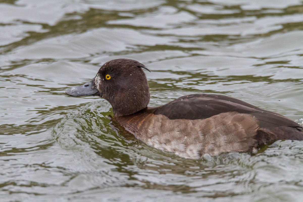 Tufted Duck - ML39634781