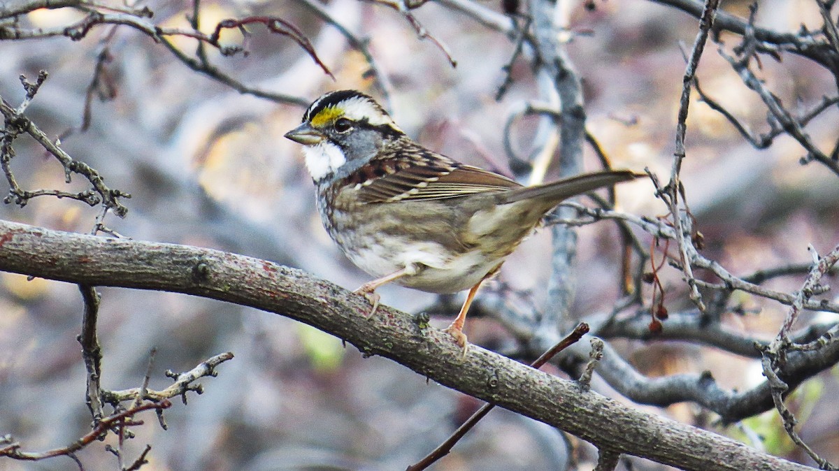 White-throated Sparrow - Mike Hearell
