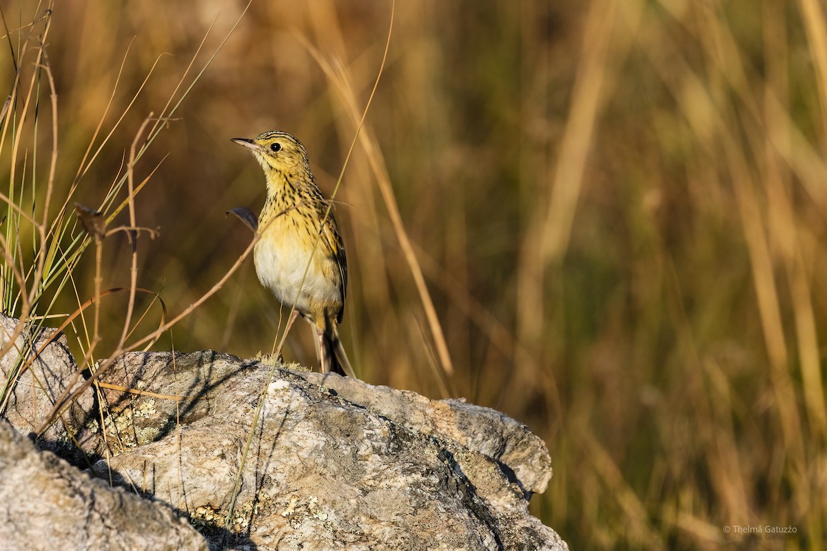 Ochre-breasted Pipit - ML396349511