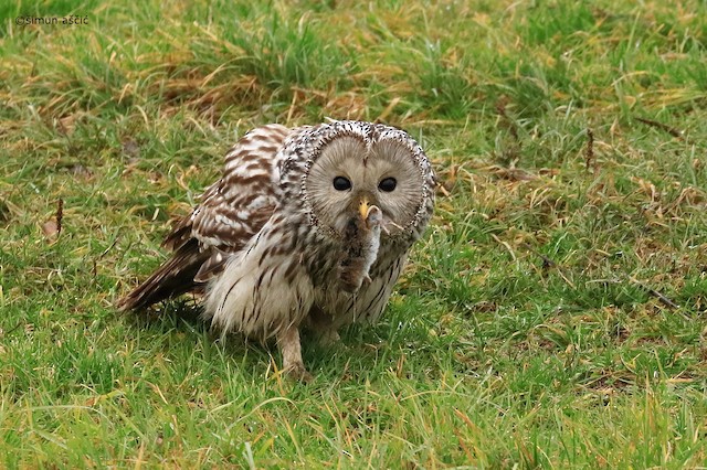 Small mammals are important prey items for Ural Owl. - Ural Owl - 