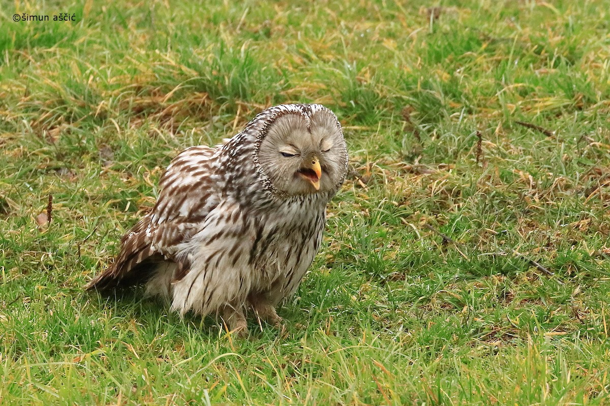 Ural Owl - Šimun Aščić