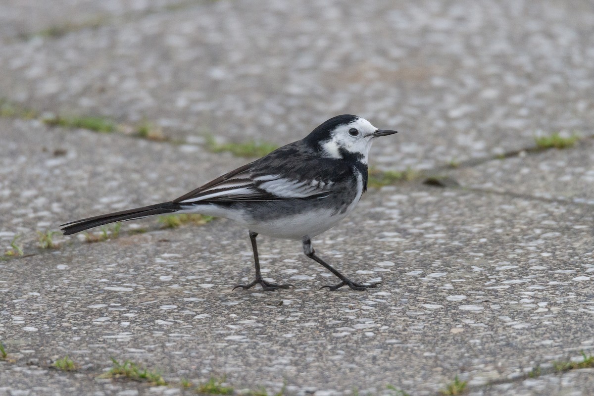 White Wagtail (British) - Terry Woodward